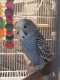 Budgerigar