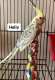 Cockatiel