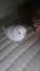 Budgerigar