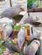 Lovebird