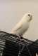 Parakeet