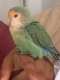 Lovebird