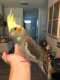 Cockatiel