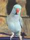 Indian Ringneck Parakeet