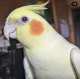 Cockatiel