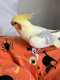 Cockatiel