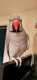 Indian Ringneck Parakeet