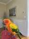 Conure