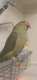Indian Ringneck Parakeet