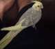 Cockatiel