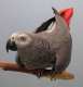 African Grey