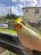 Cockatiel
