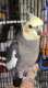 Cockatiel