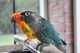 Conure