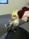 Cockatiel