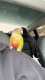 Conure