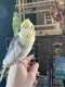 Cockatiel
