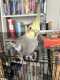Cockatiel