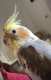 Cockatiel