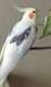 Cockatiel