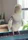 Cockatiel