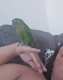 Conure