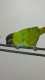 Conure