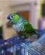 Conure