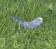 Parakeet