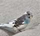 Parakeet