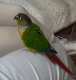 Conure