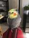 Cockatiel