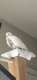 Dove