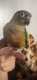 Conure