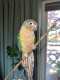 Conure