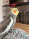 Cockatiel