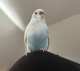 Parakeet