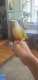 Conure