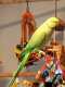 Indian Ringneck Parakeet