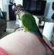 Conure