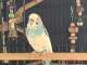 Budgerigar