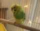 Budgerigar