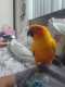 Conure