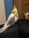 Cockatiel