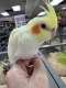Cockatiel