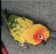 Conure