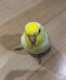 Parrotlet