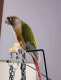 Conure
