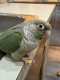 Conure