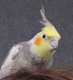 Cockatiel